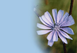 Reharmonisierung durch Bachblüten 